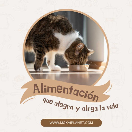 ¿Por qué es importante elegir un buen pienso para gatitos?