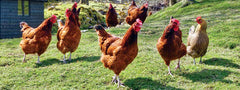GALLINAS PONEDORAS GRANULO 25 KG